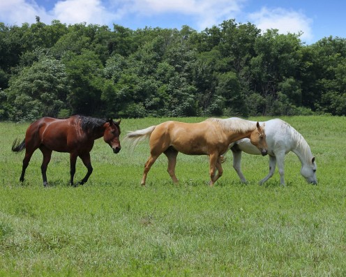 Three Beautiful Horses Walking In A Pasture
