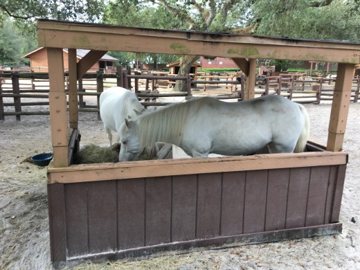Some of the ponies that help pull Cinderella's carriage