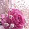 Rabia Aan profile image