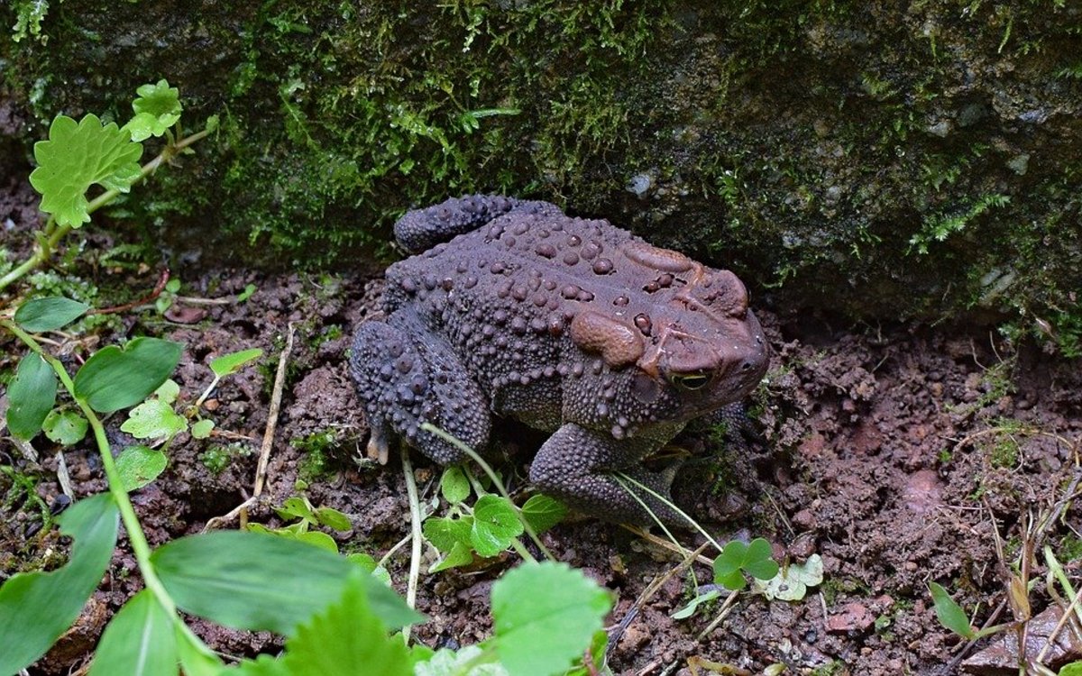 How To Attract Toads To Your Garden Dengarden