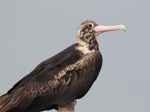 Jakarta Bay, Indonesia - (A male bird)