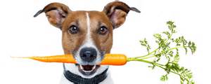 Carrots are packed with health benefits for your precious pup