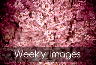 Photo Of The Week