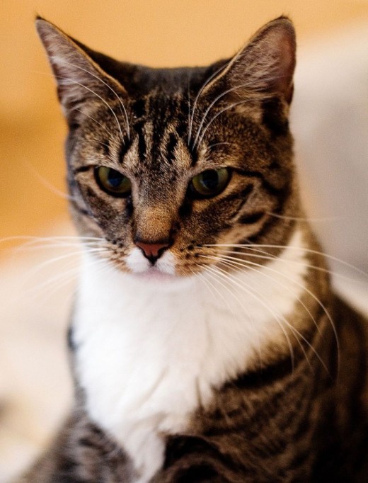 Cats Rules