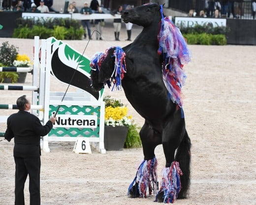 Liberty performance with Kim Barteau and his Friesian stallion, Boater.