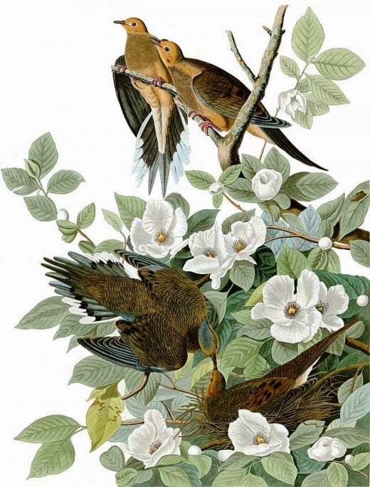 Painting by John James Audubon.