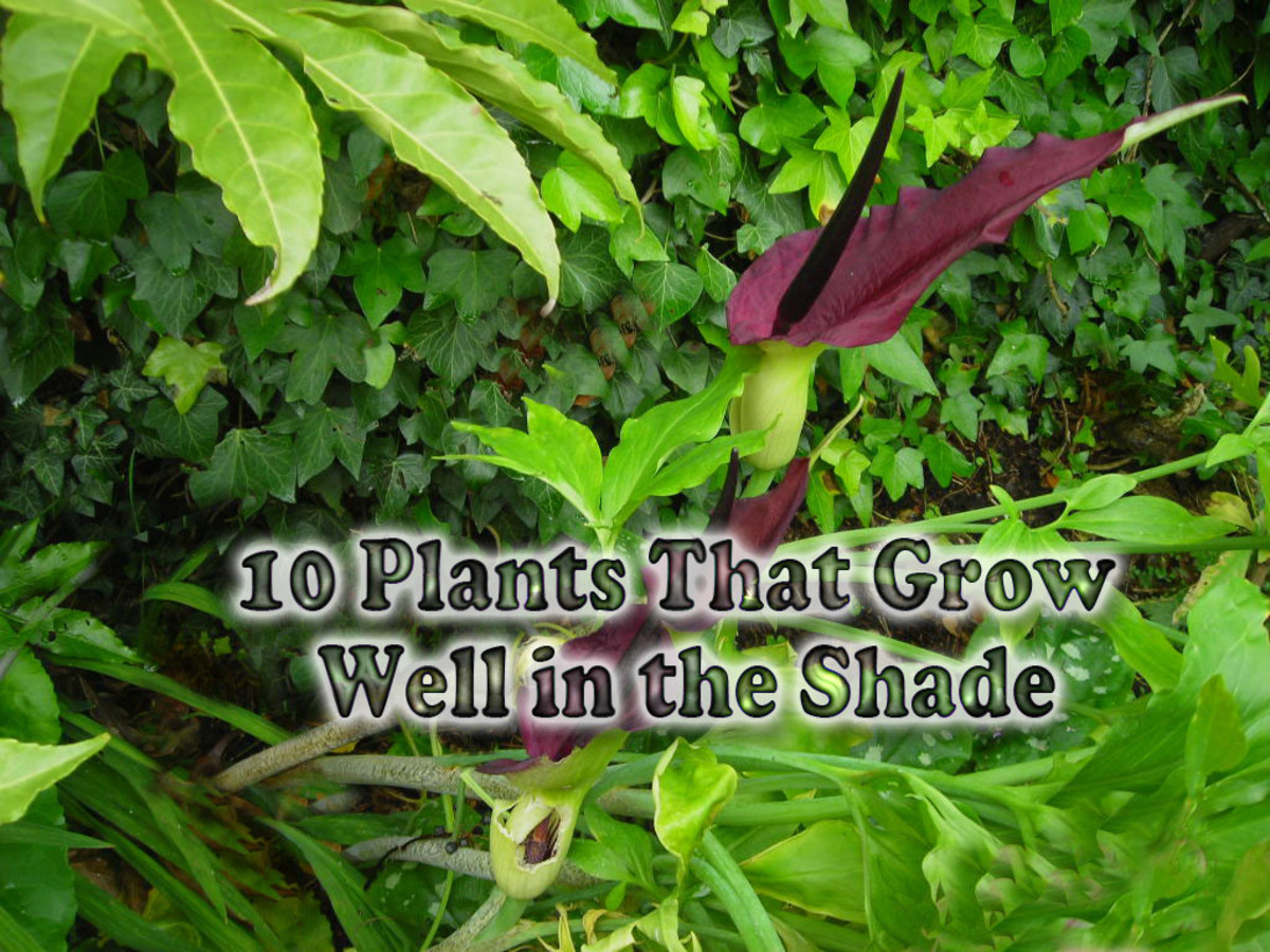 10 Plants That Grow Well in the Shade Dengarden