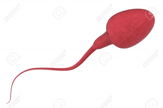 spermatozoa mophology