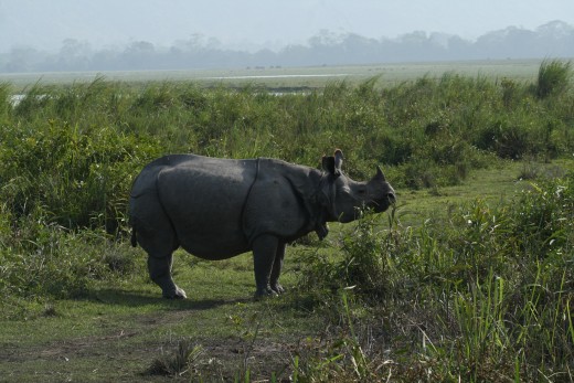 One Horned Rhino