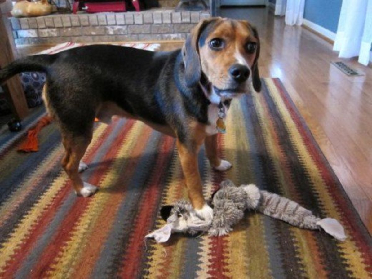 best toys for beagles
