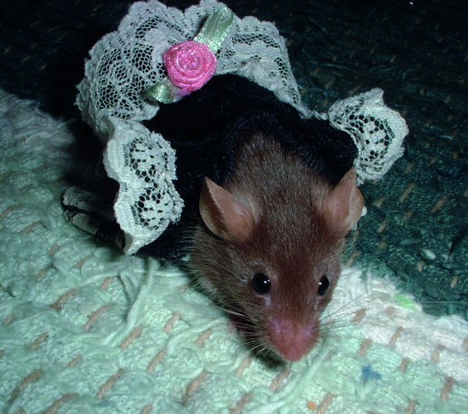 Could this be the tooth mouse... pretending to be a fairy?