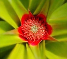 Pineapple Flower
