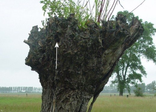 A Wren's nest in a dead willow tree