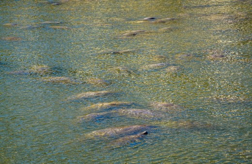 An aggregation of dugong or manatees, yep a group of manatees is called an aggregation!
