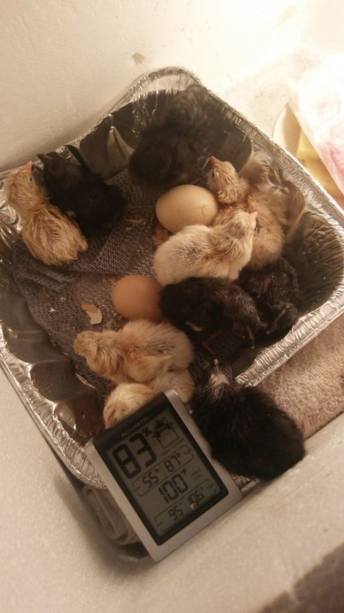 Newly Hatched Chicks In The Incubator!