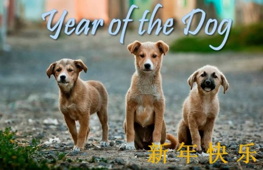 Three puppies card