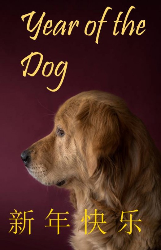 Dog with burgundy-colored background