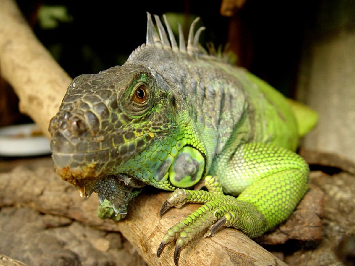 10 Pet Lizards That Don T Need To Eat Live Food Pethelpful By Fellow Animal Lovers And Experts,Espresso And Coffee Maker Combination
