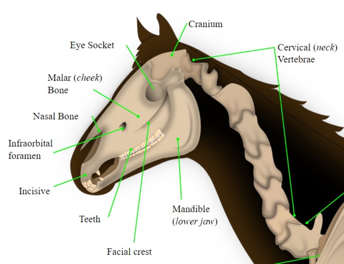 Horse Nosebleeds: Causes and Treatments | PetHelpful
