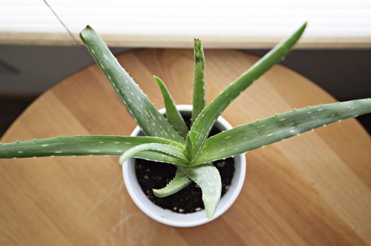 Aloe Vera Flowerpot