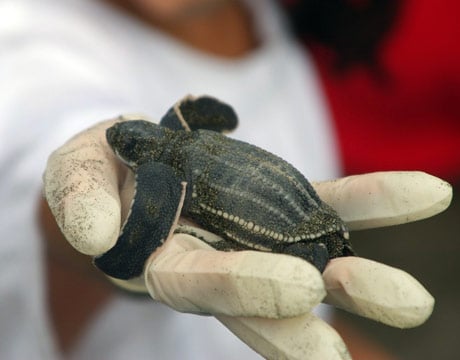 Helping turtles in Costa Rica
