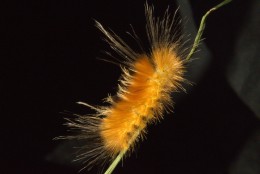 https://usercontent1.hubstatic.com/13809632_f260.jpg