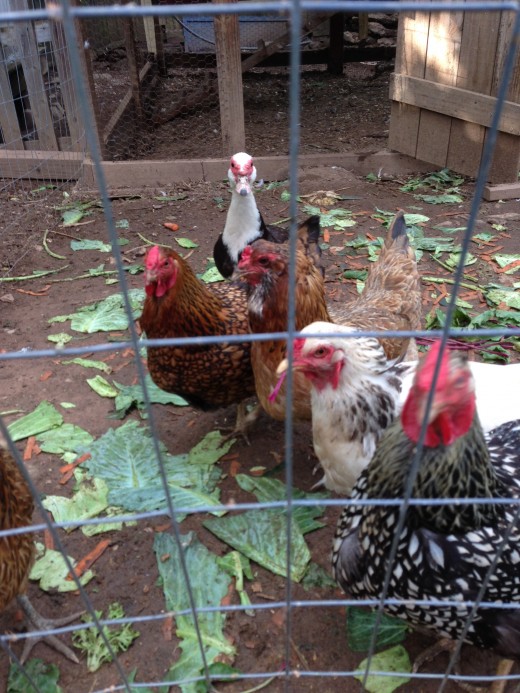 This is a picture of some of our flock! You can see one of our female muscovy in the back. 