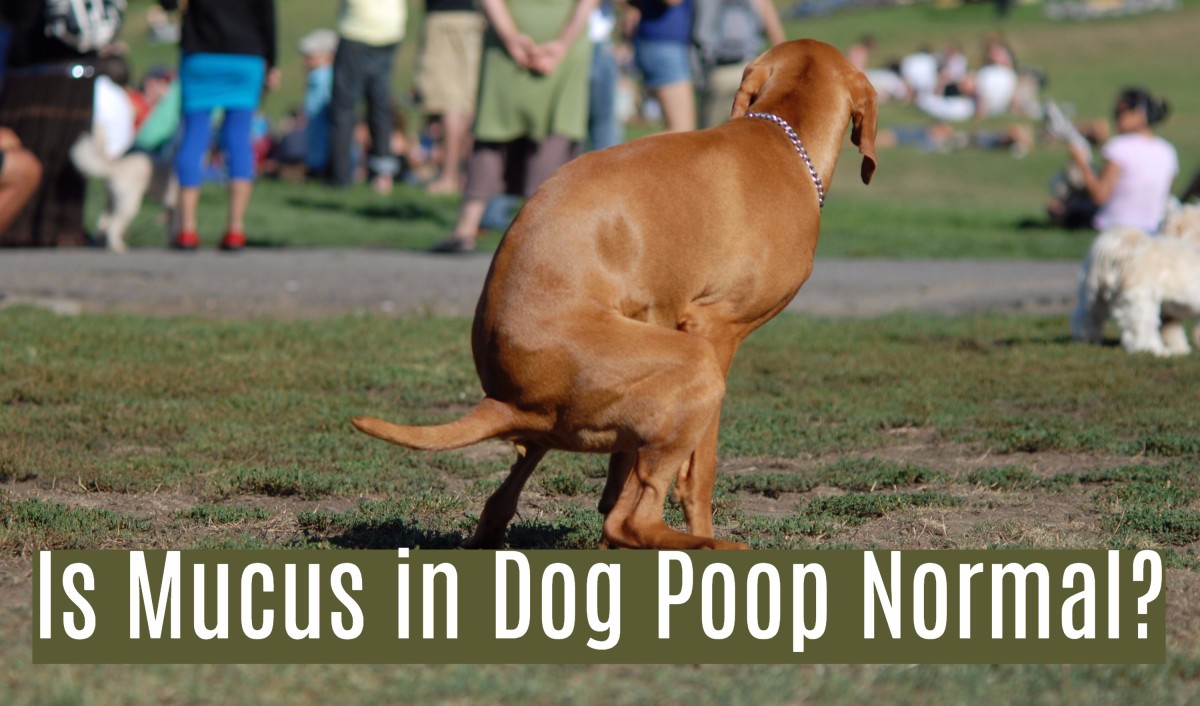 15 Causes of Mucus in Dog's Stool PetHelpful