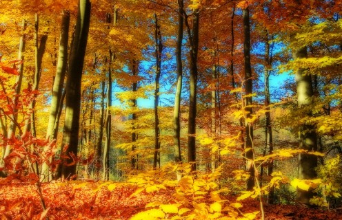 Autumn's Beautiful Nature Scenery 
