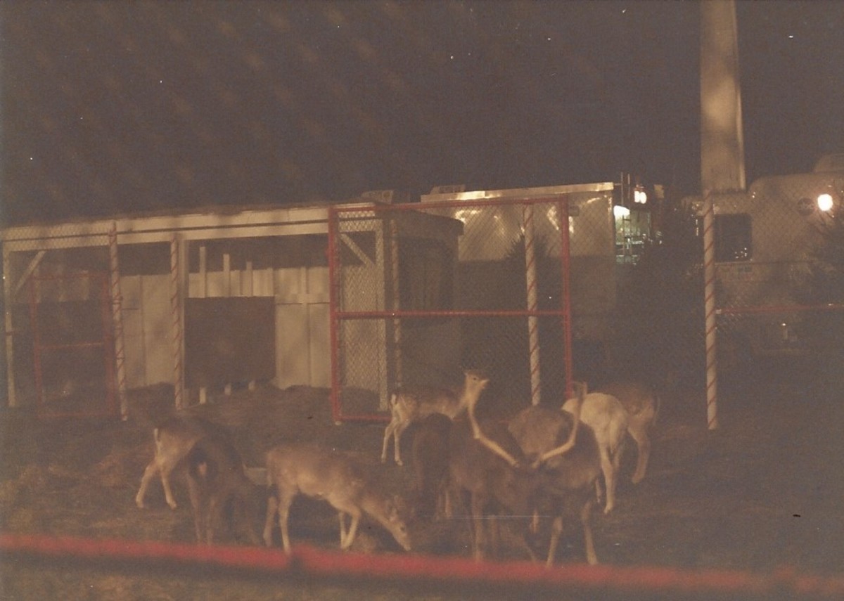Reindeer at the Pageant of Peace on the White House Ellipse, 1988.