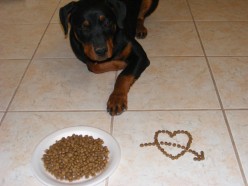 How to Save Money on Dog Food