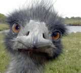 Emu -- Not an ostrich but a cousin who can be mistaken at certain ages for one.