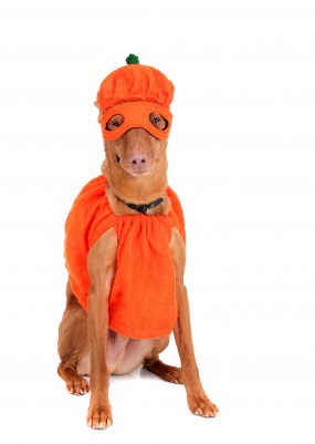 Make sure the costume you pick out for your dog or cat is safe and comfortable!
