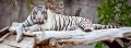 Al Ain Zoo in Abu Dhabi Is a Place for the Nature Lover