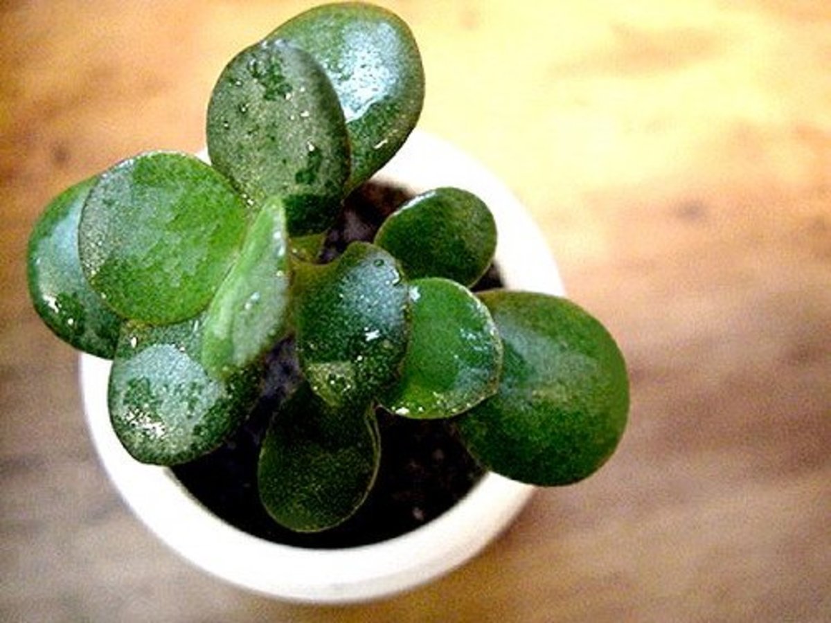 plant jade care indoor plants inexperienced gardeners hardy author contact keep maintenance