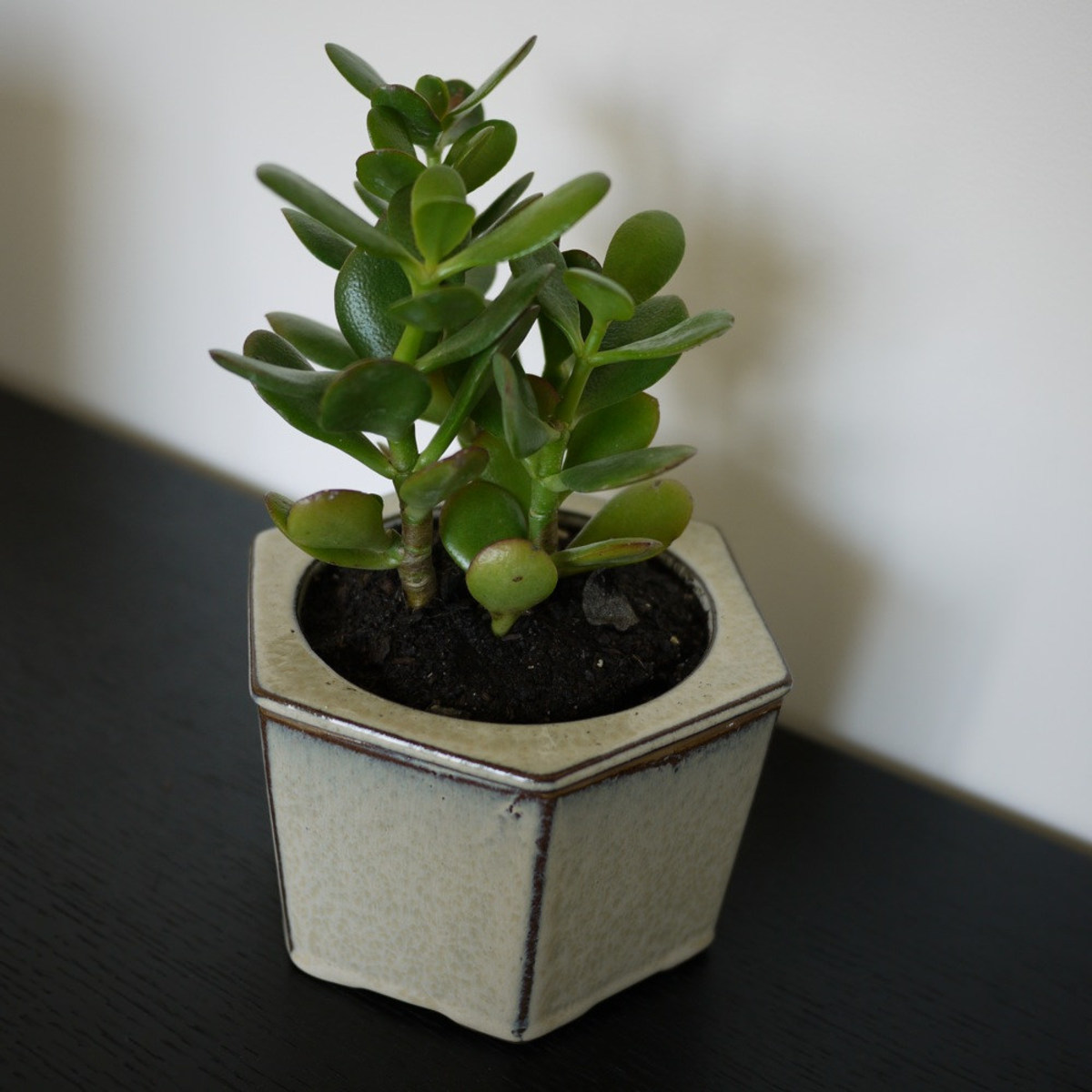 plant jade care indoor green succulent stays fantastic round year