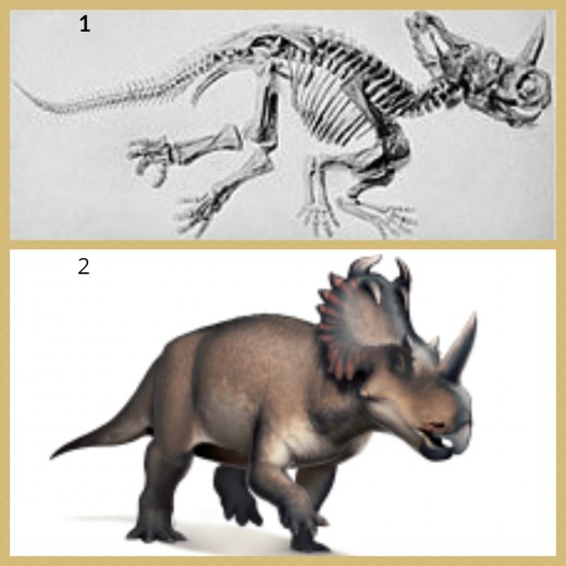 Centrosaurus Skeleton