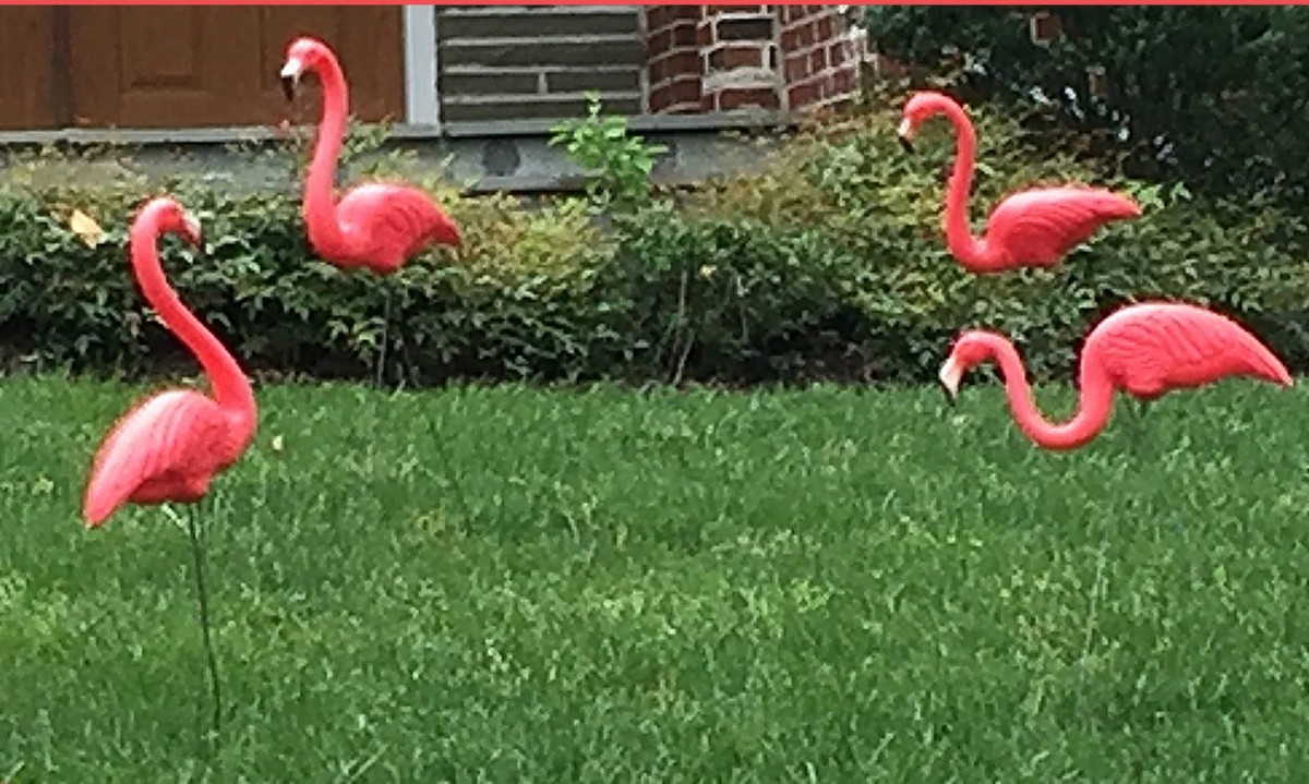 7 Reasons Why Pink Flamingos Are Absolutely Fabulous Owlcation