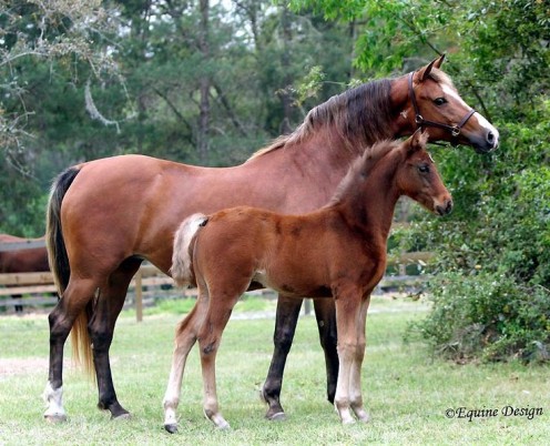 A Morgan mare with her colt