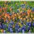 Bluebonnets and Indian Paintbrush Bluebonnets and Indian Paintbrush