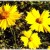 Coreopsis Coreopsis