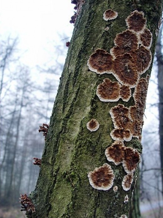 Fungus on an old tree