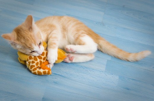 A cat goes wild when they get a toy filled with dried catnip. Look at this kitten playing!