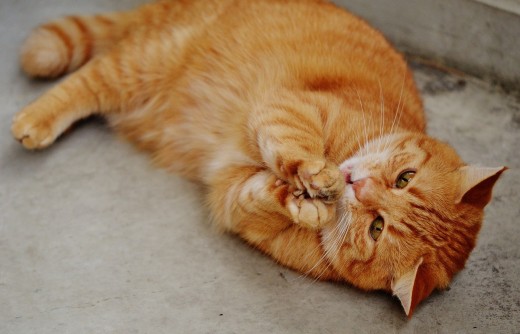 Even an older, sedentary cat gets excited by catnip.