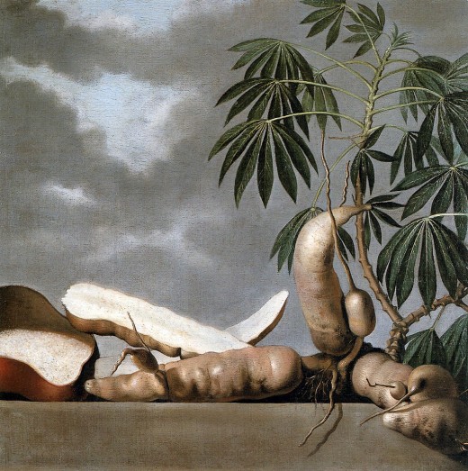 17th century painting of cassava by Albert Eckhout in Dutch Brazil.