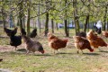 How to Raise Chickens Year After Year