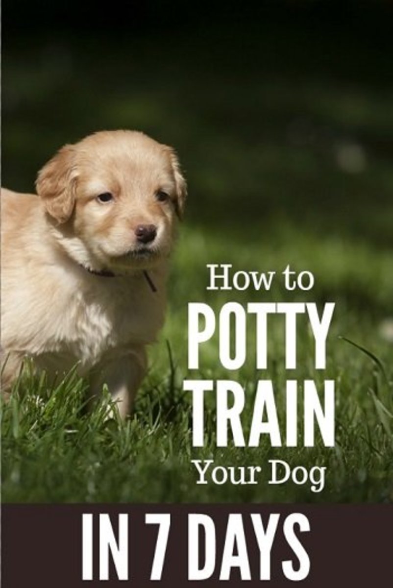 how old can you potty train a dog