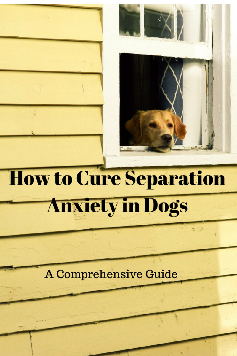 relaxmydog anxiety prevention