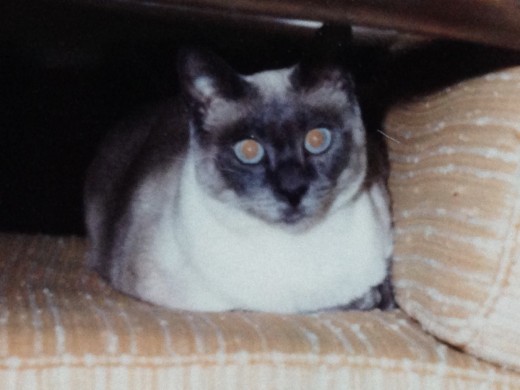 The Princess, grown up. One of her favorite chairs.