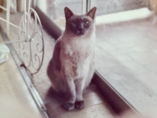 The Princess, not quite as regal as before.